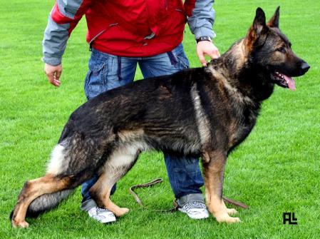 SG Eiko vom Haus Kullmann