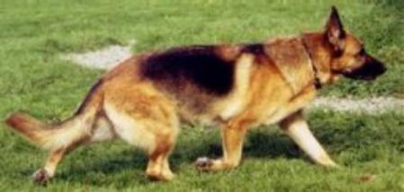 V (FCI) Bacara Mikor