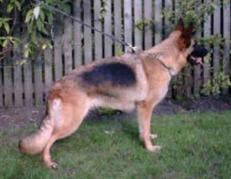 Rafaye Kascha from Draycore