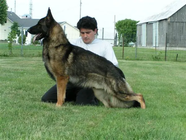 CAN SEL CH AM. CH BrownHill's Willow V Kysarah