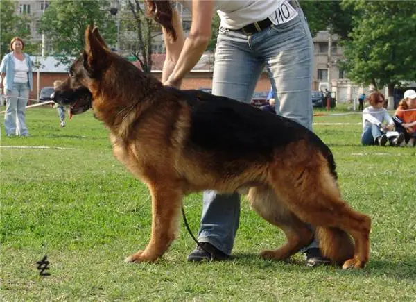 JCH RU, CH RU Rus Gerts Adell Lauzer