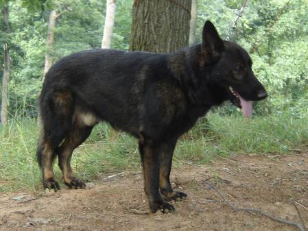 Granite Vom Der Brashears