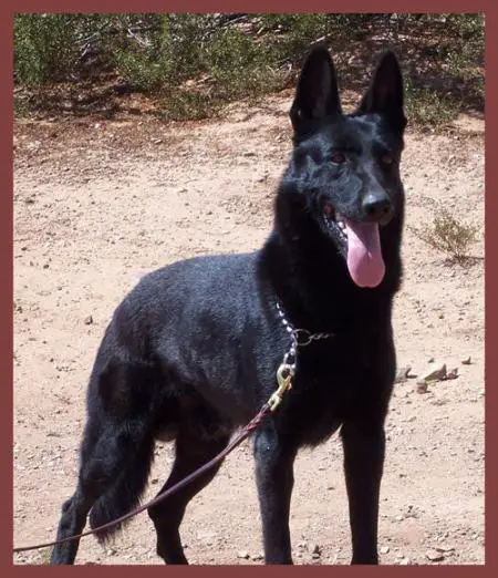 Nomad z Alpinedragon