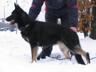 Jett vom Mutigen Zwinger