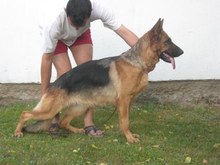 SG-3(SERBIAN SEIGER) Nora od Beronje