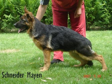 Schneider Mayen