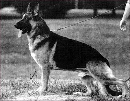 CH (US) Zorba von Bleibtreu