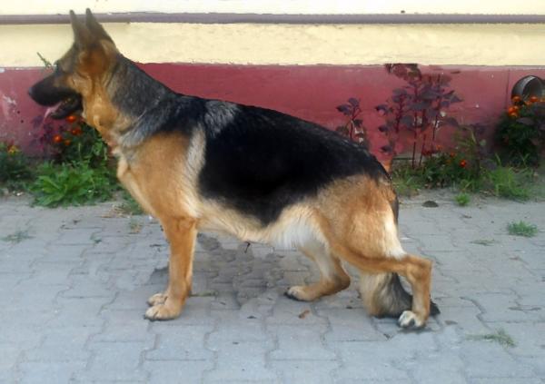 Saphira Von Haus Bura