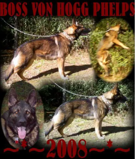 Boss Von Hogg Phelps