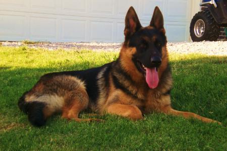 Grant vom Merlot Schatz