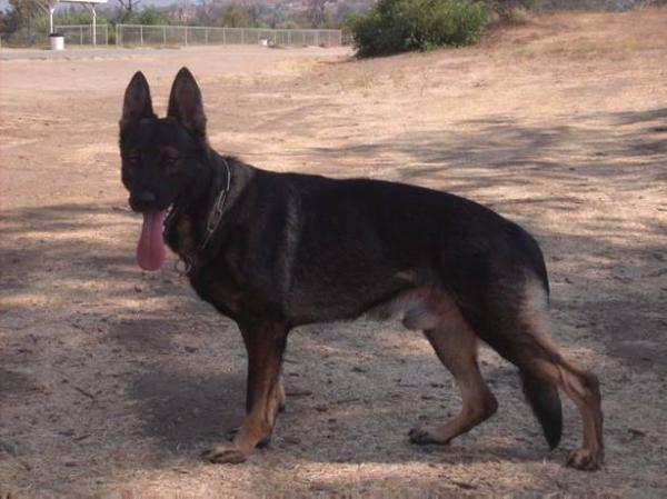 Leonhart's Viejas Darc