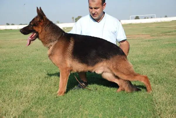 haci von tuni