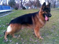 2XWW1:SG1:CAC Rolland Black