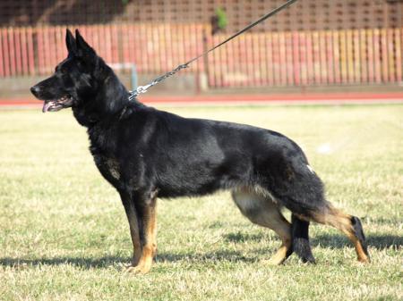 SG Aika vom Schwarzen Kessel