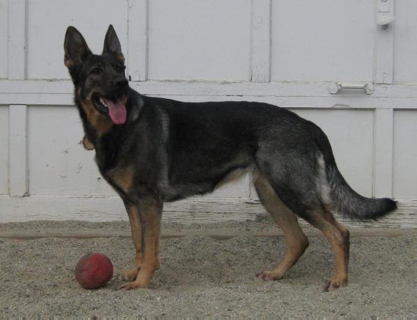 Xephyr vom Germelhaus