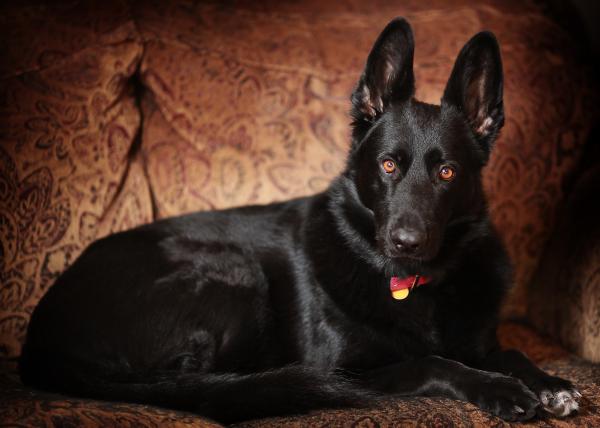 Bravon Bonbon Chancey Vom Inntal