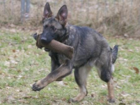 Chinook vom Bürgereck