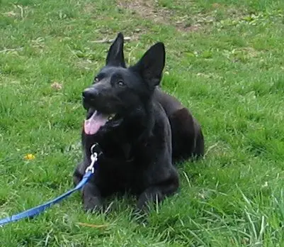 Zelda von haus Guardian