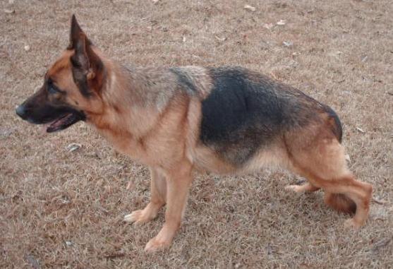 SG Julie vom Heerbusch