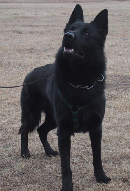 Kutter vom Landesberg