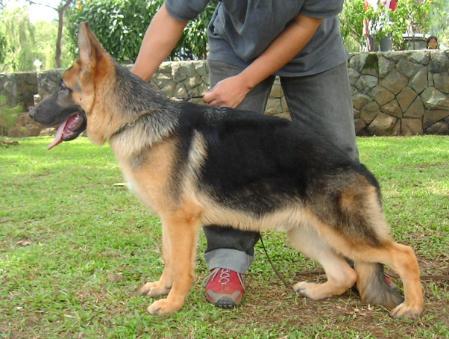 V2 (PH) Gorbi du Bergenie