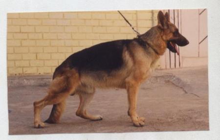 Purva's Marco of Dogmatix