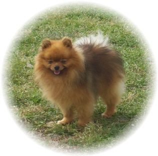 Daystarz Sunny Side Up