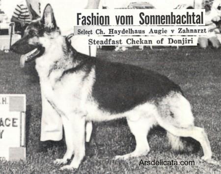 AKC CH. Fashion von Sonnenbachtal