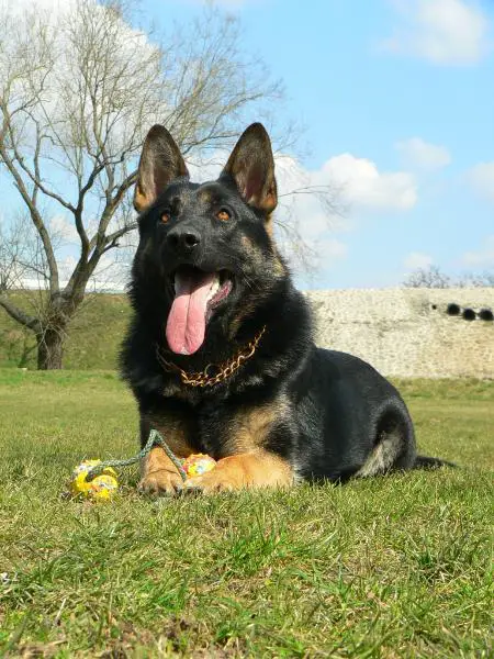 Morpheus von Pfaffenbachtal