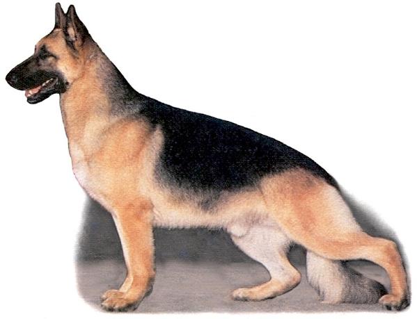 SEL CH (US) Galewynd's Georgio Armani