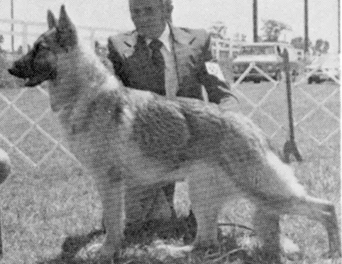 Eva-Heim's Kizzy