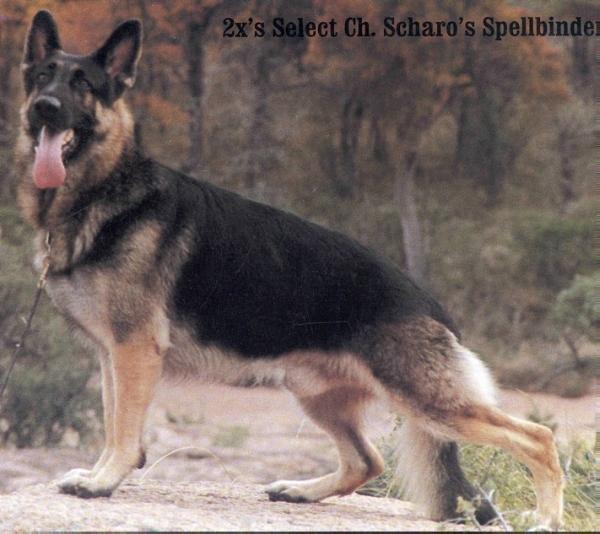 SEL CH (US) Scharo's Spellbinder