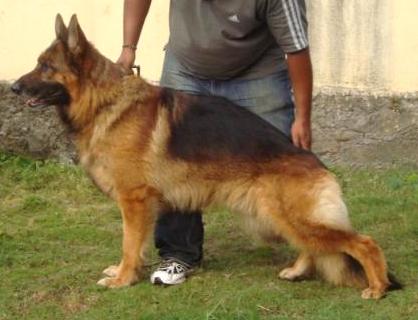 V Harras vom Tatzend