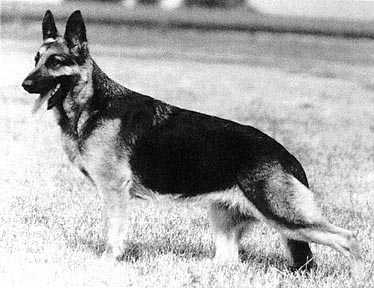 Shoe's Papagallo v Trotwood