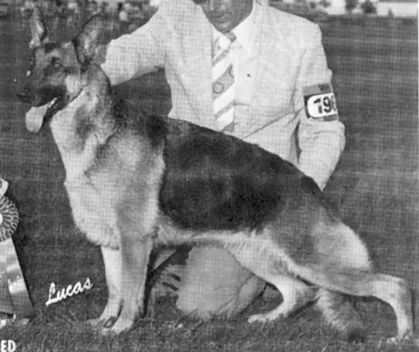 CH (US) Amsburgs Own Daiquire