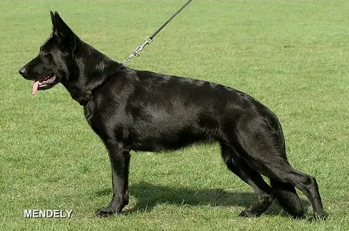 V Hexe von der Lobdeburg