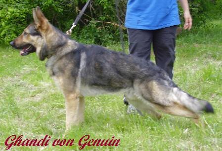 V Ghandi Herceg von Genuin