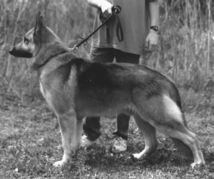 Rin Tin Tins Bubba