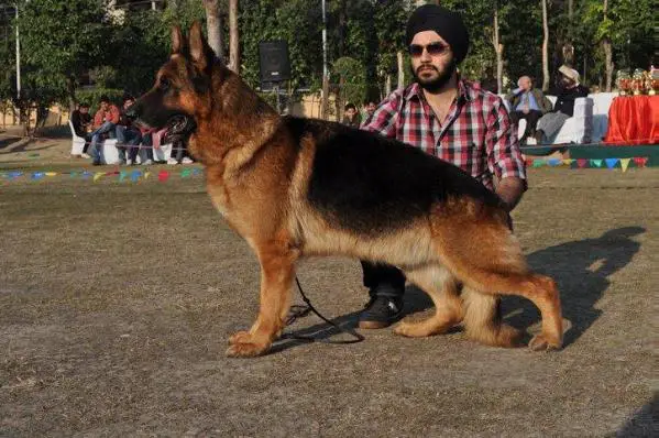 VA2 India 2010 Nexx Vom Suentelstein