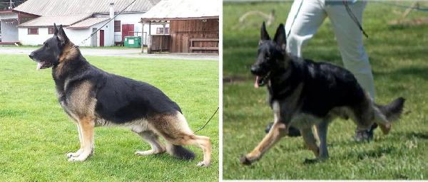 CH Mar Haven's Remember Me of Mi-Peg