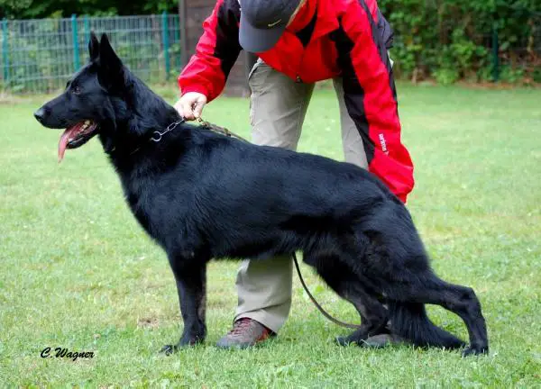 V Raven del Lupo Nero