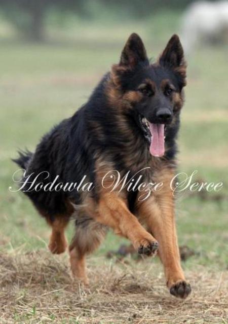 CH.PL, CAC, CACIB NAJA Wilcze Serce