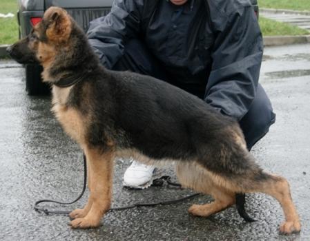 V Elvina Von Starrenburg