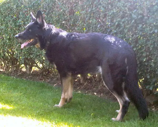 Druidale Summer Solstice over Ambii