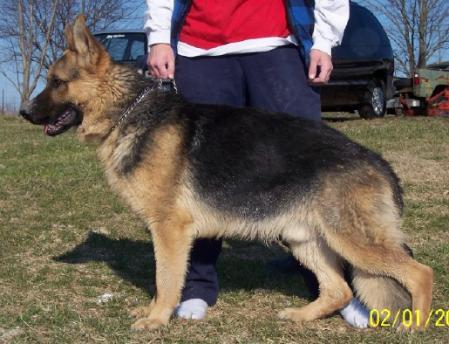 Kimon vom Windigen Hugel