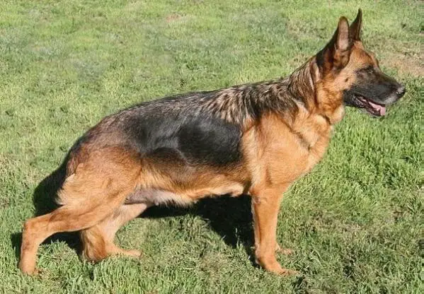 V Vita vom Kirschental