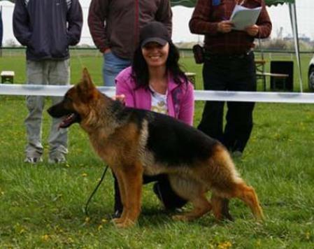 2XVVS1 DANDY the BRAVEHEART LAND