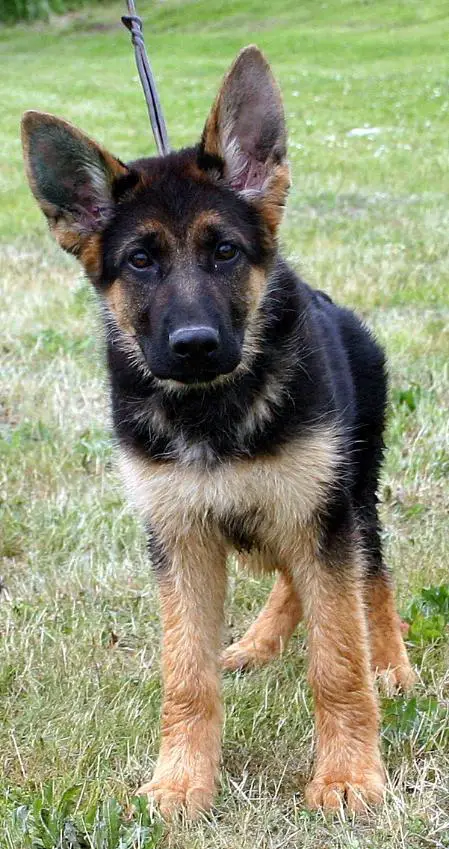 Hesta vom Blackwood Castel