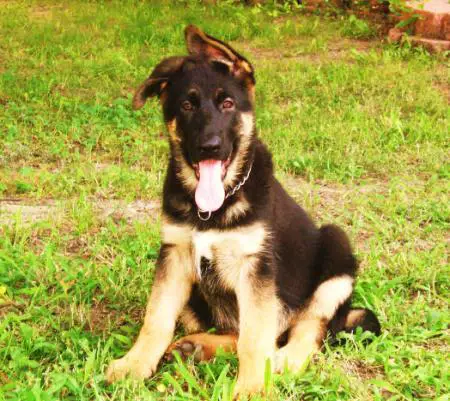 A-Cherish vom Schwarzenhof