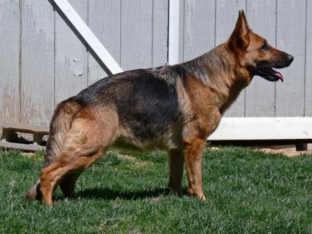 Chackira Vom Hundekaiser